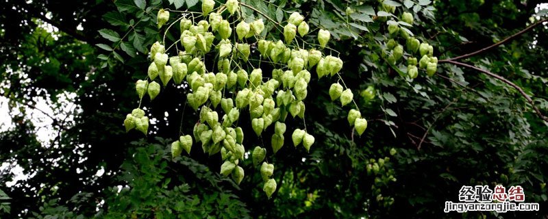 姑娘果怎么保存不会坏 姑娘果吃不完怎么保存