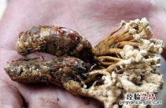 金蝉花的功效与作用及禁忌有哪些 金蝉花的功效与作用及禁忌有哪些呢