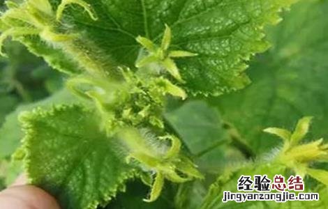 黄瓜冷害和冻害的防治技术 黄瓜冷害和冻害的防治技术视频
