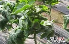 黄瓜冷害和冻害的防治技术 黄瓜冷害和冻害的防治技术视频