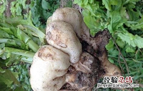 萝卜黑心黑皮的防治方法视频 萝卜黑心黑皮的防治方法