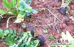 萝卜黑心黑皮的防治方法视频 萝卜黑心黑皮的防治方法