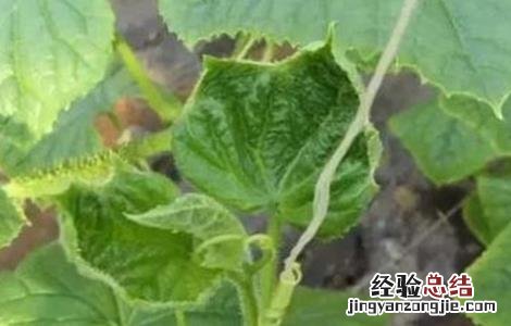 黄瓜缺钙原因及补钙要点图片 黄瓜缺钙原因及补钙要点