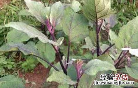 茄子低温障碍的防治方法 茄子病的防治方法及措施