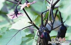 茄子低温障碍的防治方法 茄子病的防治方法及措施