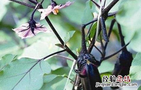 茄子低温障碍的防治方法 茄子病的防治方法及措施