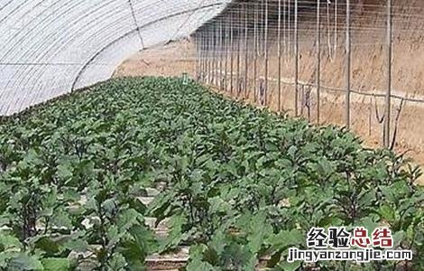茄子低温障碍的防治方法 茄子病的防治方法及措施