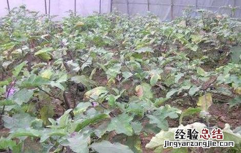 茄子低温障碍的防治方法 茄子病的防治方法及措施