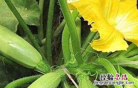 西葫芦裂果原因及解决方法 西葫芦茎裂怎么回事