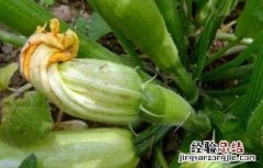西葫芦裂果原因及解决方法 西葫芦茎裂怎么回事