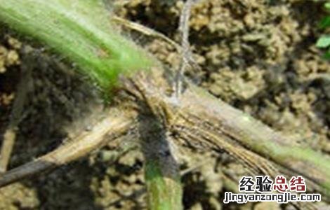 南瓜烂蔓的防治方法 南瓜烂瓜病害怎样治