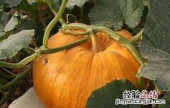 南瓜烂蔓的防治方法 南瓜烂瓜病害怎样治