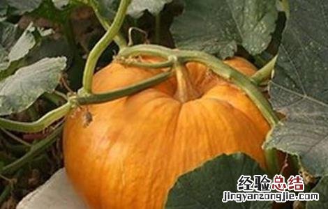 南瓜烂蔓的防治方法 南瓜烂瓜病害怎样治