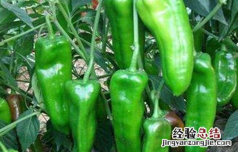 辣椒开花期管理技术 辣椒花果期的管理技术