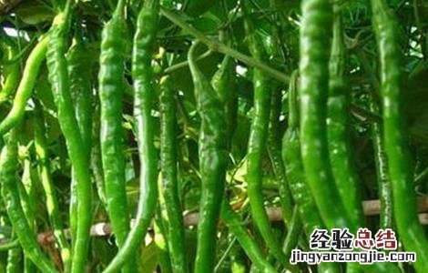 辣椒开花期管理技术 辣椒花果期的管理技术