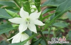 辣椒开花期管理技术 辣椒花果期的管理技术