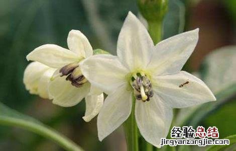 辣椒开花期管理技术 辣椒花果期的管理技术