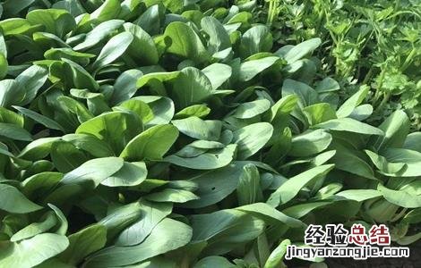 油菜高産栽培管理技术规范 油菜高産栽培管理技术