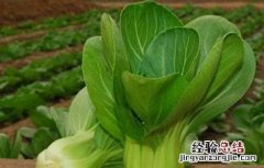 油菜高産栽培管理技术规范 油菜高産栽培管理技术