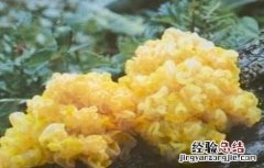 银耳烂蒂原因及防治方法 银耳怎么容易烂