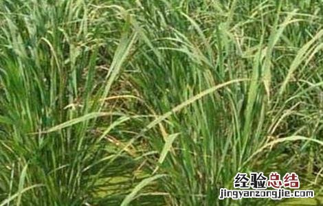茭白 病变 茭白变雄原因及防治方法