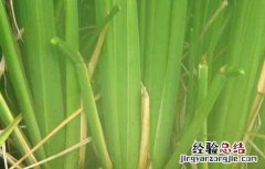 茭白 病变 茭白变雄原因及防治方法