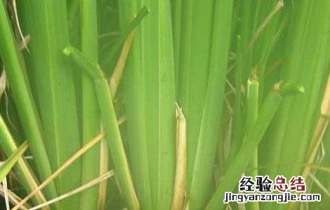 茭白 病变 茭白变雄原因及防治方法