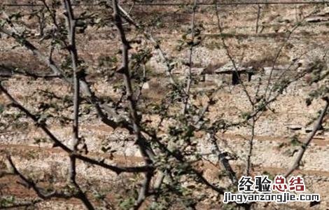 花椒冻害成因及预防措施视频 花椒冻害成因及预防措施