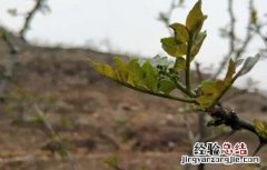 花椒冻害成因及预防措施视频 花椒冻害成因及预防措施