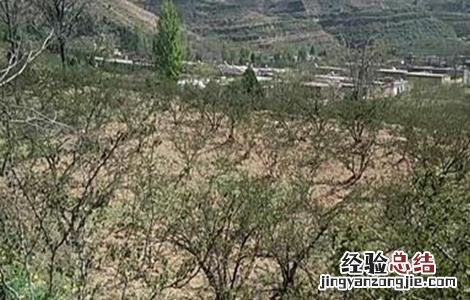 花椒冻害成因及预防措施视频 花椒冻害成因及预防措施