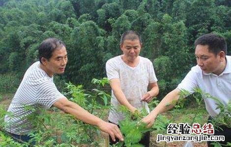 花椒苗叶子干枯怎么办 花椒死苗原因及防治方法