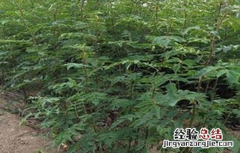 花椒苗叶子干枯怎么办 花椒死苗原因及防治方法