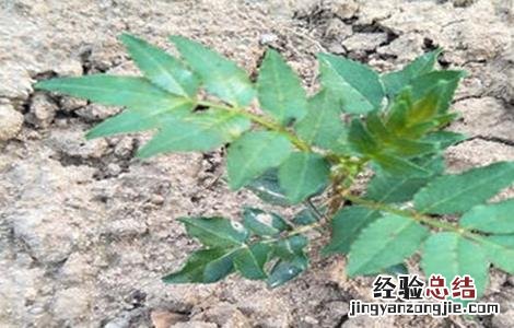 花椒苗叶子干枯怎么办 花椒死苗原因及防治方法