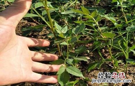 花椒苗叶子干枯怎么办 花椒死苗原因及防治方法