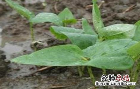 豆角僵苗的防治方法图片 豆角僵苗的防治方法