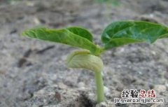 豆角僵苗的防治方法图片 豆角僵苗的防治方法