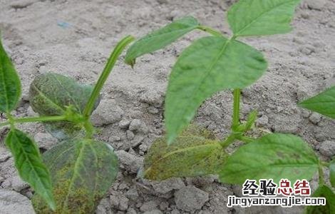 豆角僵苗的防治方法图片 豆角僵苗的防治方法