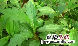 马兰头的功效与作用及食用方法 马兰头野菜功效与作用