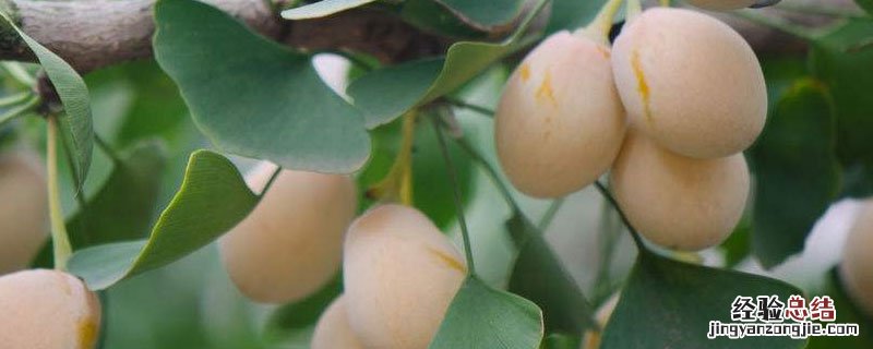 熟透的银杏果怎么处理 新鲜银杏果如何处理