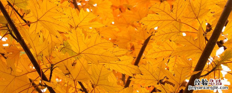 金纳多和银杏叶片区别 银杏叶片与金纳多有什么区别