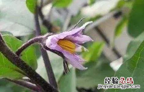 茄子花柱短是什么原因 茄子短柱花形成原因