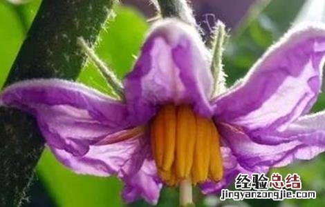 茄子花柱短是什么原因 茄子短柱花形成原因