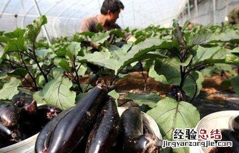 茄子花柱短是什么原因 茄子短柱花形成原因