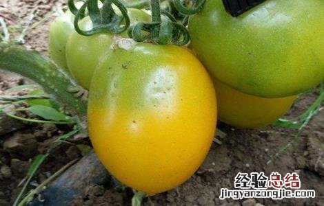 西红柿青皮果防治方法 西红柿青皮果防治方法视频