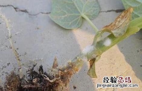 黄瓜沤根怎么办 黄瓜秧沤根如何补救