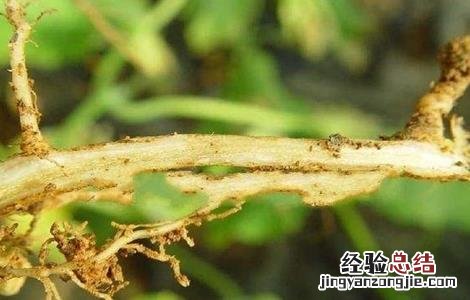 黄瓜沤根怎么办 黄瓜秧沤根如何补救