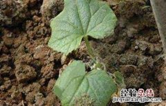 黄瓜沤根怎么办 黄瓜秧沤根如何补救