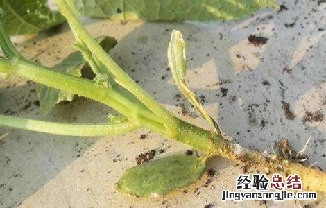 黄瓜沤根怎么办 黄瓜秧沤根如何补救