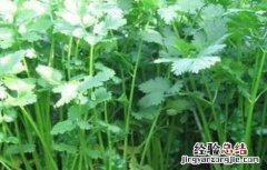香菜不出苗怎么办 种植的香菜为什么老是不出苗