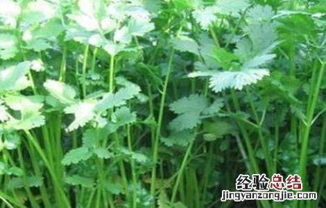 香菜不出苗怎么办 种植的香菜为什么老是不出苗